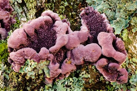 Detailed View Of Silver Leaf Fungus Chondrostereum Purpureum Specimen