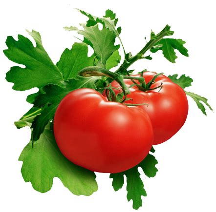 Tomato PNG Pic | PNG All