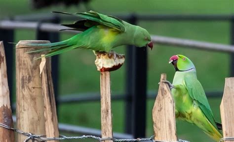 10 Parakeet Sounds & Their Meanings (With Audio) | Pet Keen