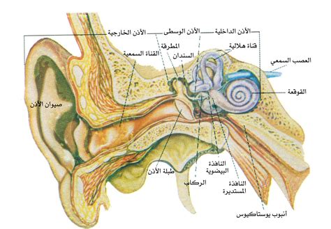 تعلم مع الأصدقاء الأذن في الإِنسان منتديات درر العراق