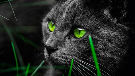 Cara de gato negro, ojos de color verde Fondos de pantalla | 1920x1080 Full HD Fondos de descarga