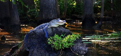 BREEDING ALLIGATOR – Himalayan Blossoms