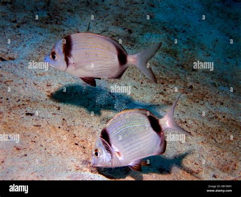 A Pair Of Common Two Banded Sea Bream Diplodus Vulgaris In Malta