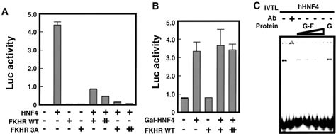 Mechanism Of The Repression Of HNF 4 Mediated Transactivation By FKHR