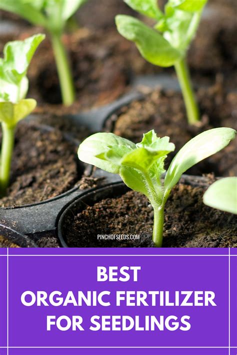 Best Organic Fertilizer For Seedlings Organic Fertilizer For