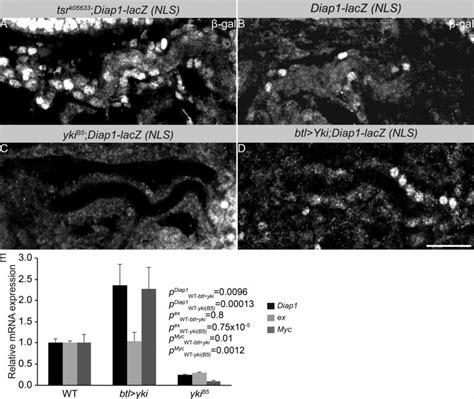 Tsr Regulates Yki Nuclear Localization And The Expression Of Its Target