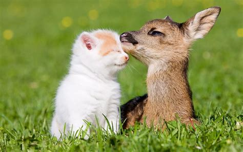 animals love each other : r/aww