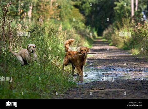 Golden Retriever And Labrador Dogs Playing And Running With Stick