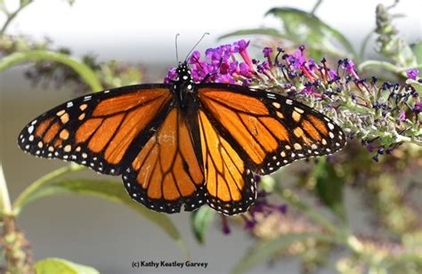 Monarchs On The Move Bug Squad Anr Blogs