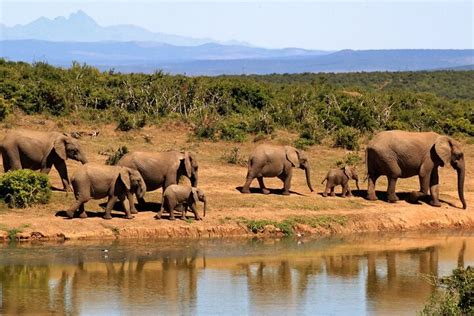 Tanzania Inside And Safari All You Must Know Before You Go 2025