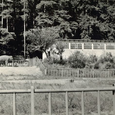 ZOO w Gdańsku ma 70 lat Tak wygladało przed laty