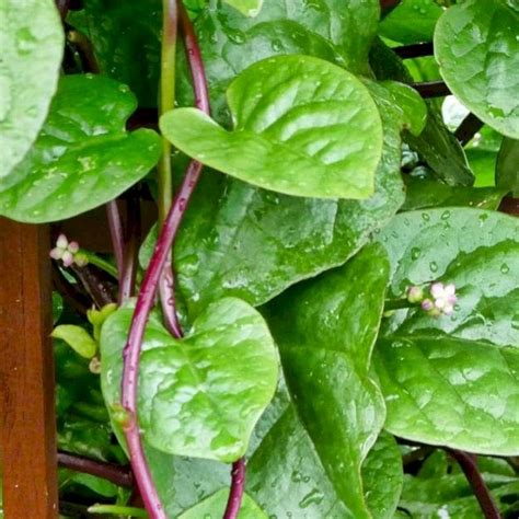 Buy Malabar Spinach Red Alugbati Vietnamese Spinach Pui Poi Saag