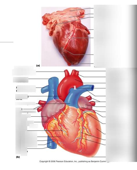 Anterior Heart A P Ii Midterm Study Guide Diagram Quizlet