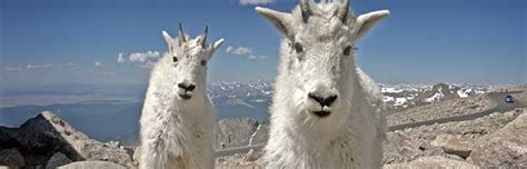 Mountain Goat - Animal Facts and Information