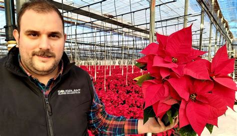 De Pascua La flor de la Navidad viene de Almería