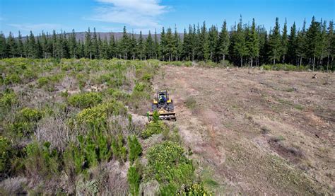 The Crucial Role Of Mulching In Forestry Management WoodBiz Africa