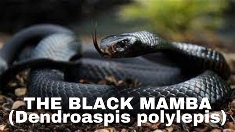 THE BLACK MAMBA Dendroaspis Polylepis Snake Discovery Channel