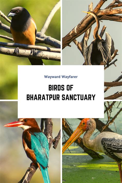 Bharatpur Bird Sanctuary: A Photoblog – wayward wayfarer