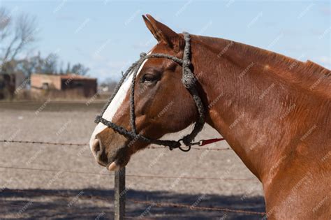 Hermosos Caballos Domésticos En El Campo Argentino Foto Premium