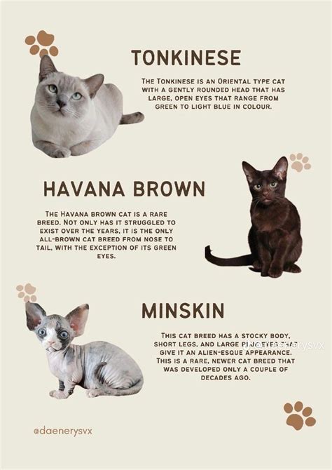 Cat Breeds Poster