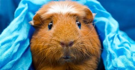 The Ultimate Guide To Guinea Pig Breeds Markings And Colors Atelier