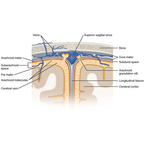 Subdural Space