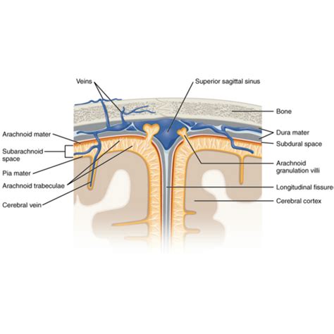 Subdural Space