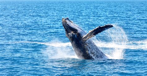 Ethereum Whale Activity Spikes To Week High Invezz