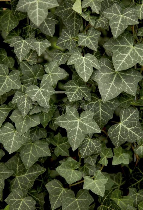 Hedera Hibernica Auf Alter Mauer Um Friedhof In Monschau Deutschland