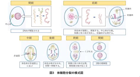 体細胞分裂