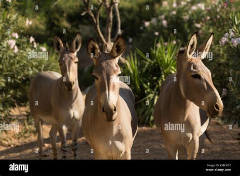 Critically Endangered Somali African Abyssinian Wild Ass At Sunset Stock Photo Alamy