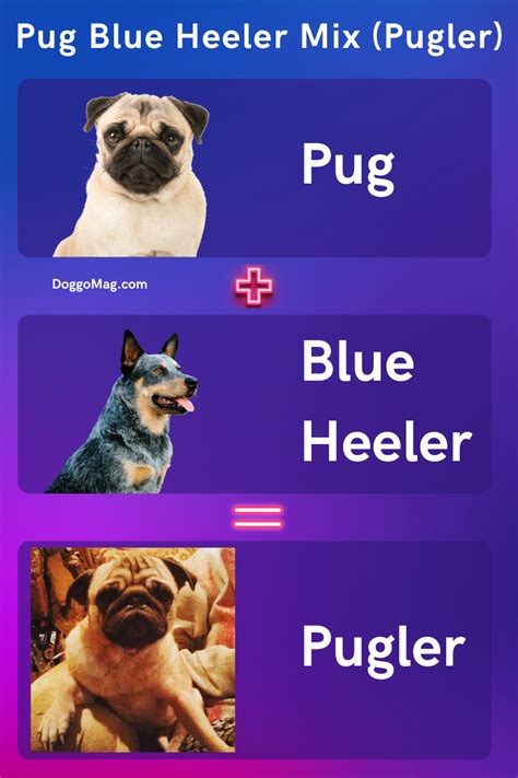 Pug Blue Heeler Mix (Pugler) – Dog Breed Facts and Information - DoggoMag