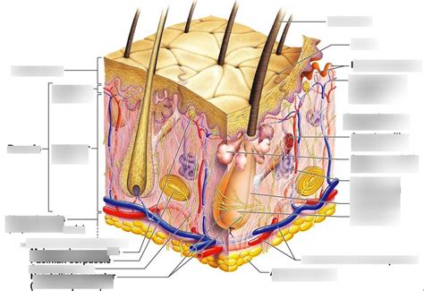 Diagram Of Skin Diagram Quizlet