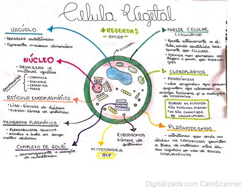 Mapa Mental De La Clula Vegetal Y Sus Partes Y Funciones Infoupdate Org