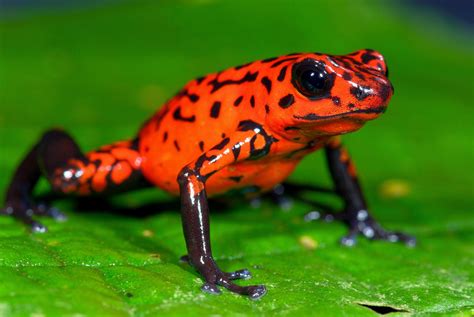 Strawberry Poison Dart Frog ~ Amphibians World