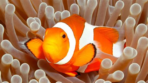 Top 17 Clown Fish Facts - Diet, Habitat, Types & More | Facts.net