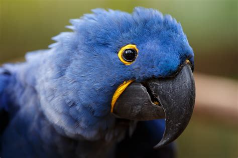 Parrot Macaw Beak Bird Wallpaper Coolwallpapers Me