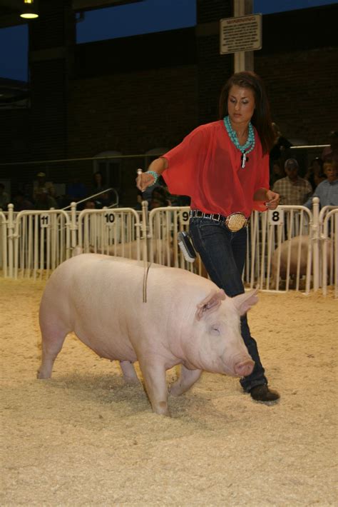 NSR Show Sale Results World Pork Expo Junior Yorkshire Breeding Gilt