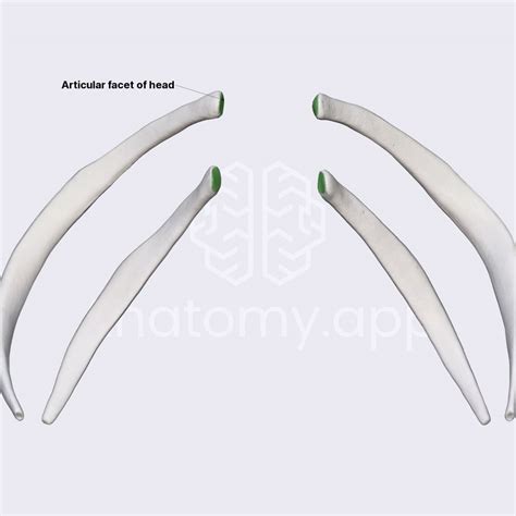 Atypical Ribs Eleventh And Twelfth Ribs Thorax Thorax Anatomy