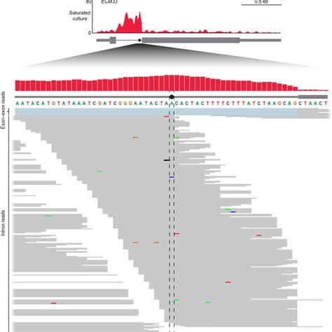 Rna Seq Coverage Across The Branch Point And To The Ss Of The Ecm