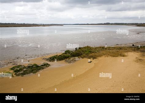 River Deben Low Tide Ramsholt Suffolk England Stock Photo Alamy