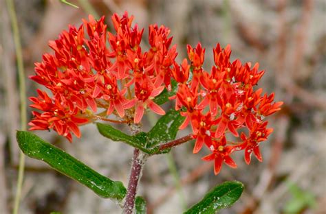 Asclepias Tuberosa Milkweed One Of The Reddest Specimens Ive Seen