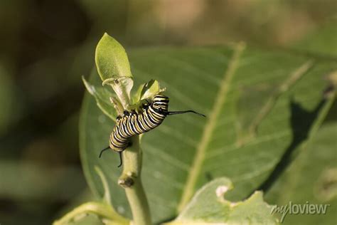 A Lagarta Da Borboleta De Monarca Plexippus Do Danaus Que Come