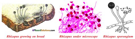 Ap Ssc 10th Class Biology Solutions Chapter 6 Reproduction The