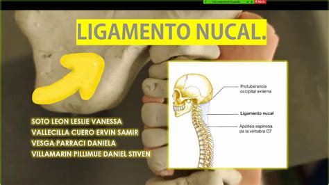 Maqueta Ligamento Nucal Youtube