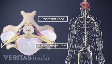 Cervical Spinal Nerves Diagram