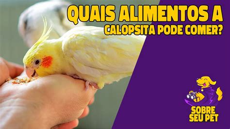 O Que A Calopsita Pode Comer Calopsita Animais De Estima O Lista