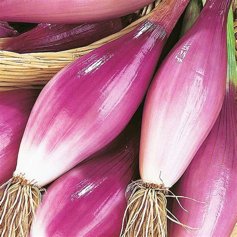 Long Red Florence Onion Heirloom 20 Seeds Etsy