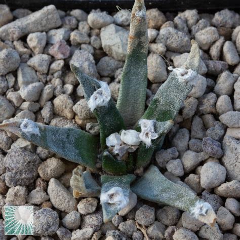 Ariocarpus Agavoides Esemplare Cod In Vendita Vivaio