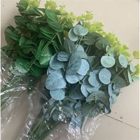 Jual Daun Dollar Premium Cm Shopee Indonesia